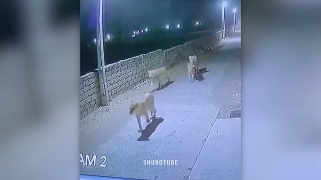 45 Incredible Moments Caught on CCTV Camera #19