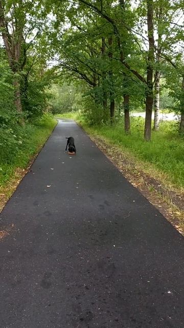 И я научилась кидать             #курцхаар #собака #nature #легавая #животные  #labrador #порода