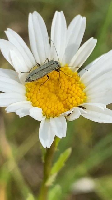 Жук вузьконадкрилка Oedemera lurida, самка у Вроцлаві #nature #insect