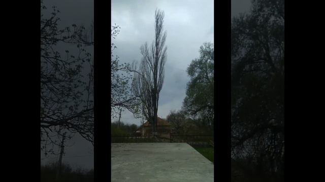 Село Чома, що за містом Берегове, 10 км. Тополі біля клубу 2 шт та одна біля дороги.