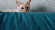 кошки-мимимишки#1