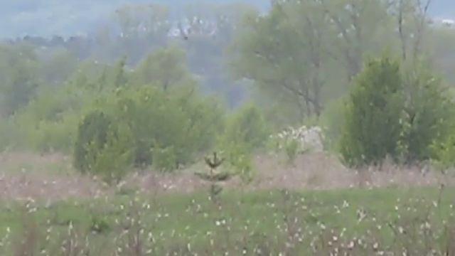 бешенный шмель 3