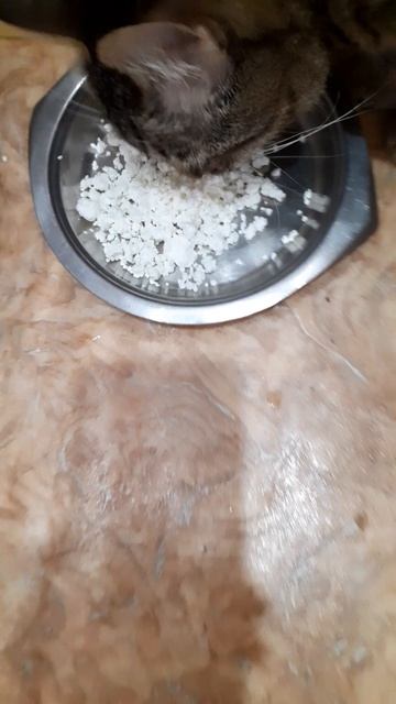 Шлема кушает творог!