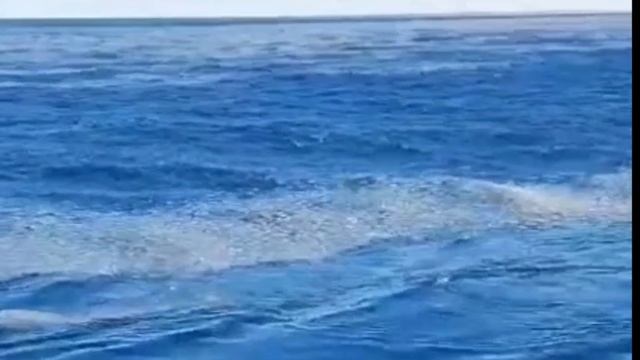 Морские котики возле корабля