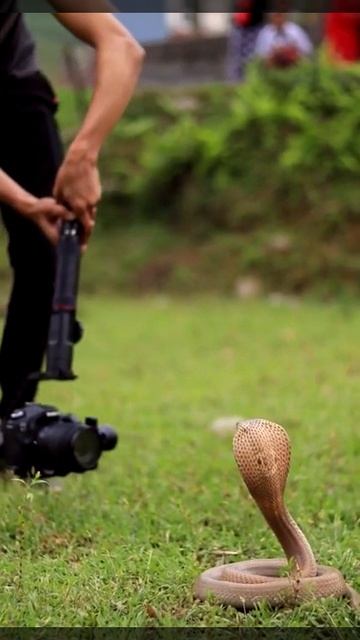 Banded kukri, Non venomous pokhara nepal savethesnake conservation rescue rohitgiri 11