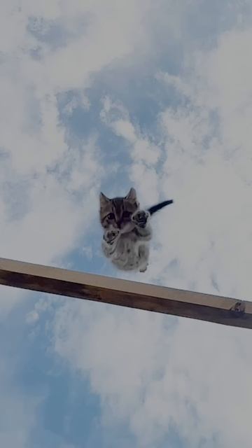 Котёнок Чепусик прыгнул на собаку Бакса и под радугой загадал желание 🌈🐈🐕