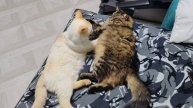 кошки-мимимишки#5