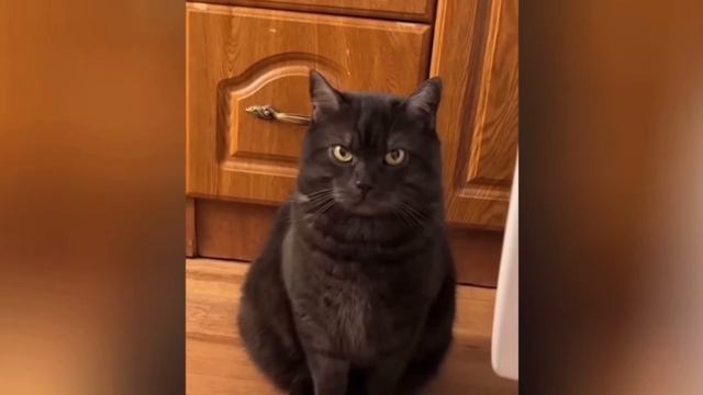 КОТИКИ / СОБАЧКИ ДЛЯ ДЕТЕЙ