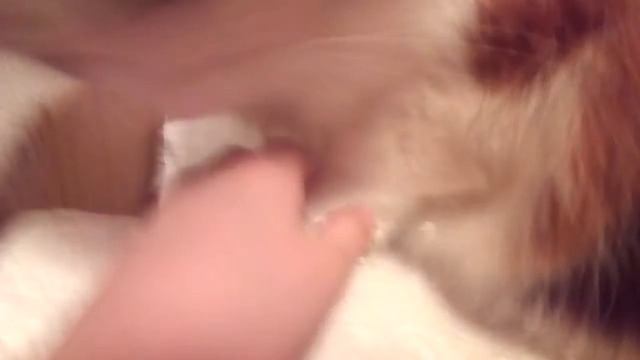 Муся зарывается в пенопласт😻😻