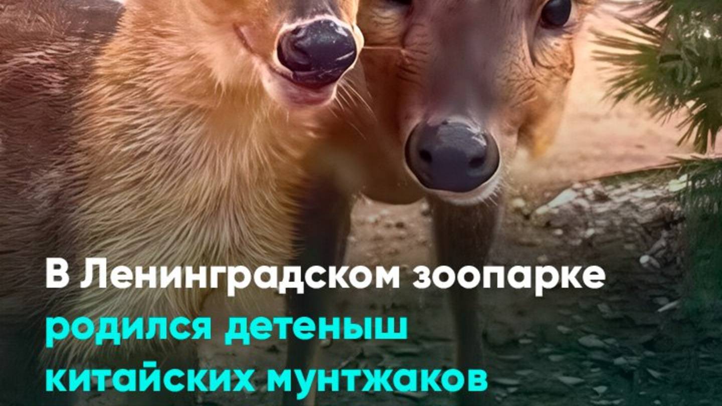 В Ленинградском зоопарке родился детеныш китайских мунтжаков