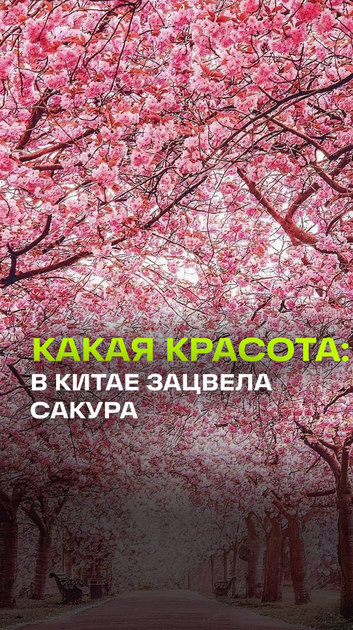 Розовое безумие! Километры цветущих сакур в Китае с высоты птичьего полета