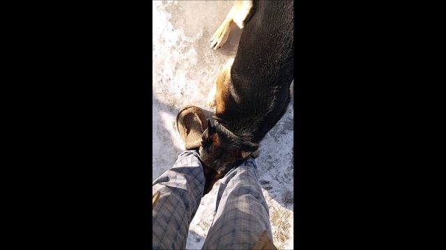 Овчарка. Собака. Том.