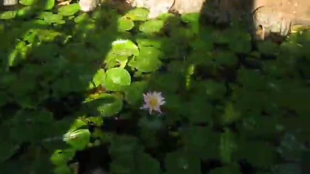Hawaiian Tropical Flora