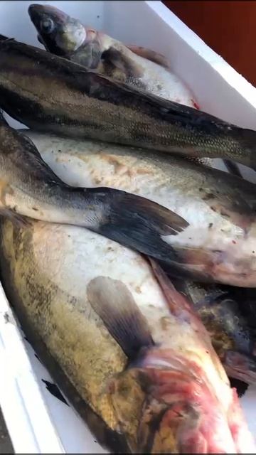 Поставка  вкуснейшей рыбы в лучшие рестораны нашего города! а тебе и в розницу на РПТ - Маркет в VK