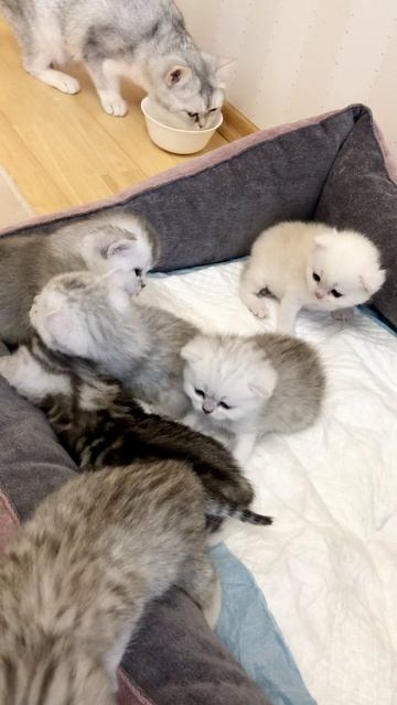 Котятам кошки Кайли 22 дня.