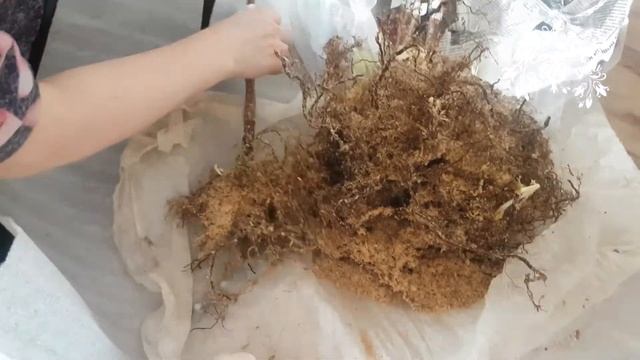 Новая посылка от Людмилы Авиной! Саженцы малины!