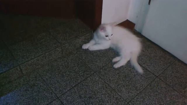Мама Лоли и малките