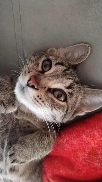 Кот Вошик
