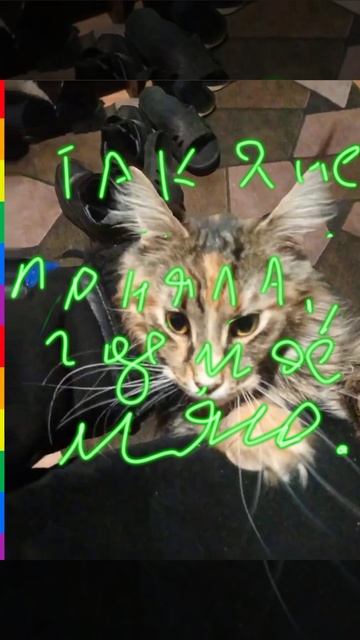 кошка которая хочет жрать