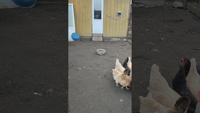 Утром в деревне 🏡 Хозяюшка Лапа, рыжий кот Фокс🐱 курочки 🐔 петушки🐓