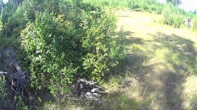 Еду в лес, чтобы поесть Ролтон.