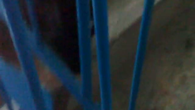 жоский кот.mp4