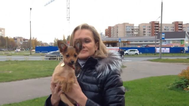 Стемпфорт Ловец Огня, 3 мес
