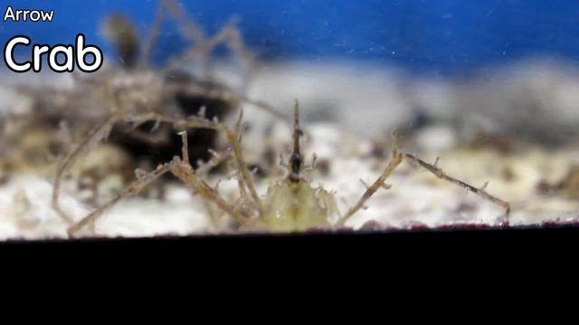 Make Your Tank Clean ITSELF!