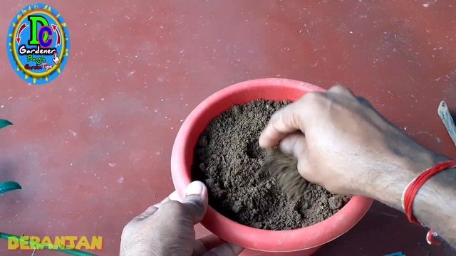কলম থেকে লেবু গাছ টবে প্রতিস্থাপন || লেবু গাছের কলম করার পদ্ধতি || Dc Gardener ##