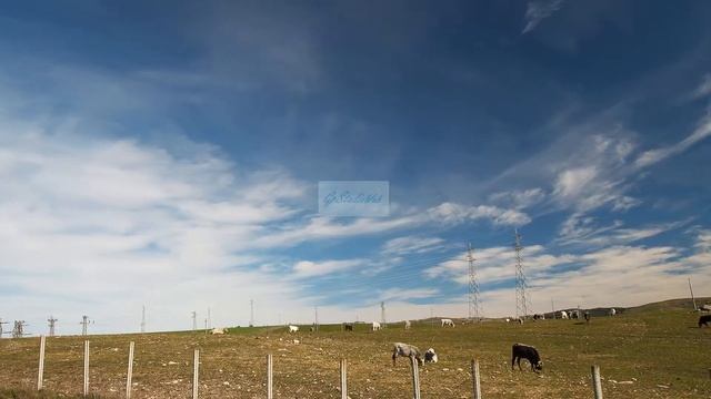 cows to pasture timelapse