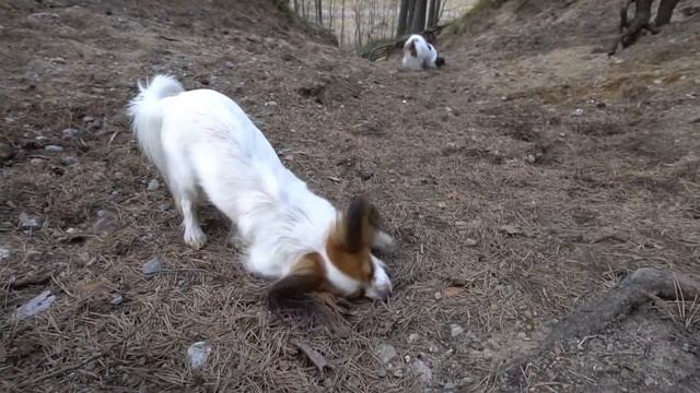 Я кидаю Нике шишку.