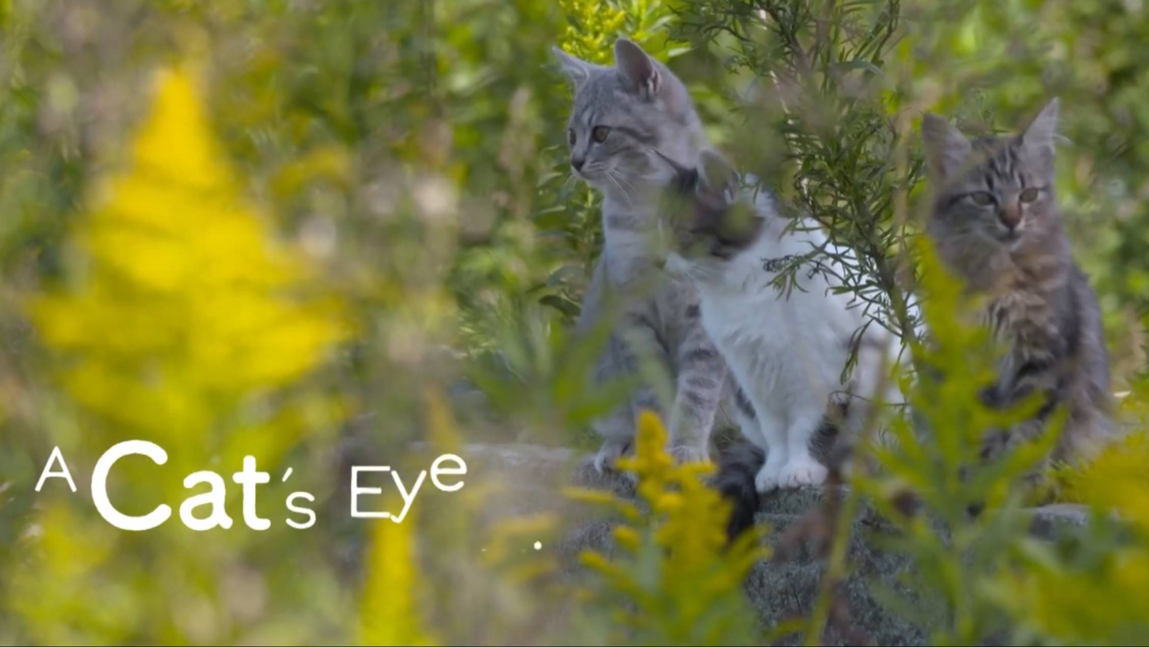 SHIMANE - Cats eye