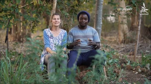 Malawi - über das Heilkraut Moringa