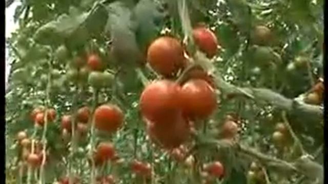 Գյուղն ու գյուղացին` մեր խոշորացույցի տակ