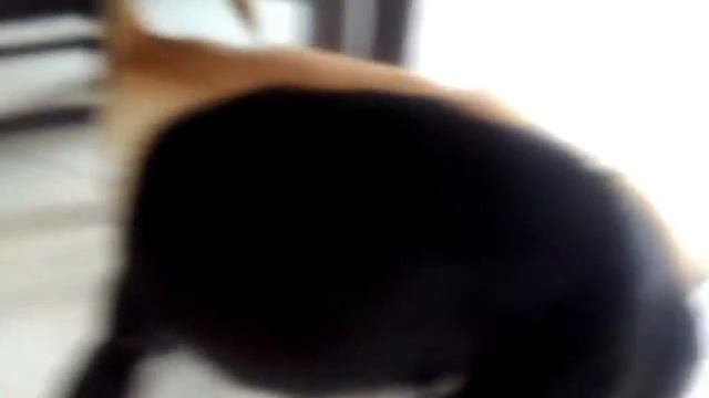 Anjing berantam