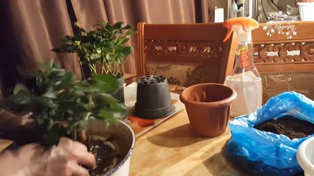 Пересадка комнатной розы! Как её спасти!