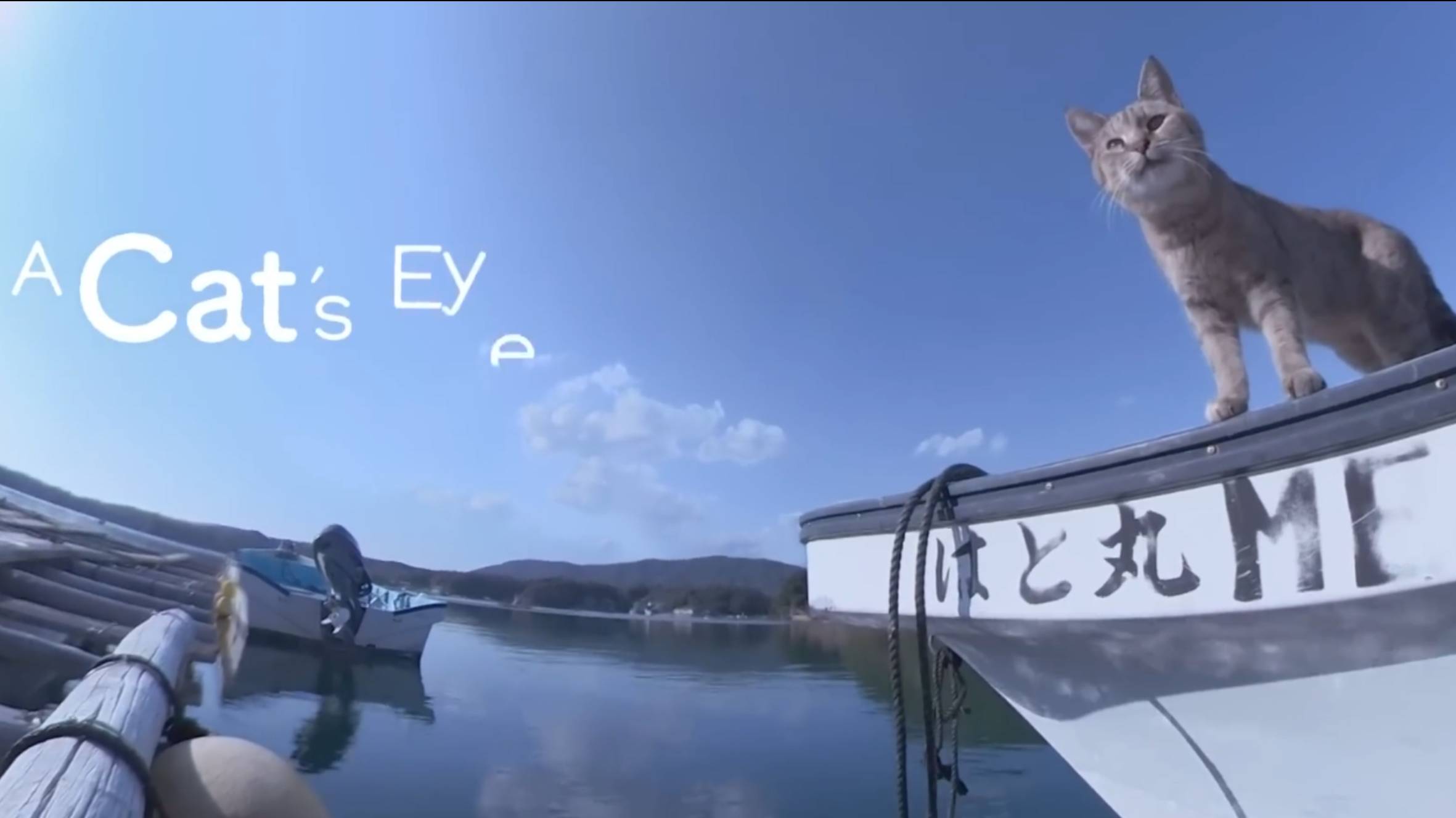 ISE-SHIMA - Cats eye