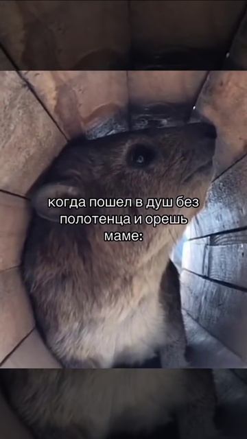 Когда пошел в душ без полотенца