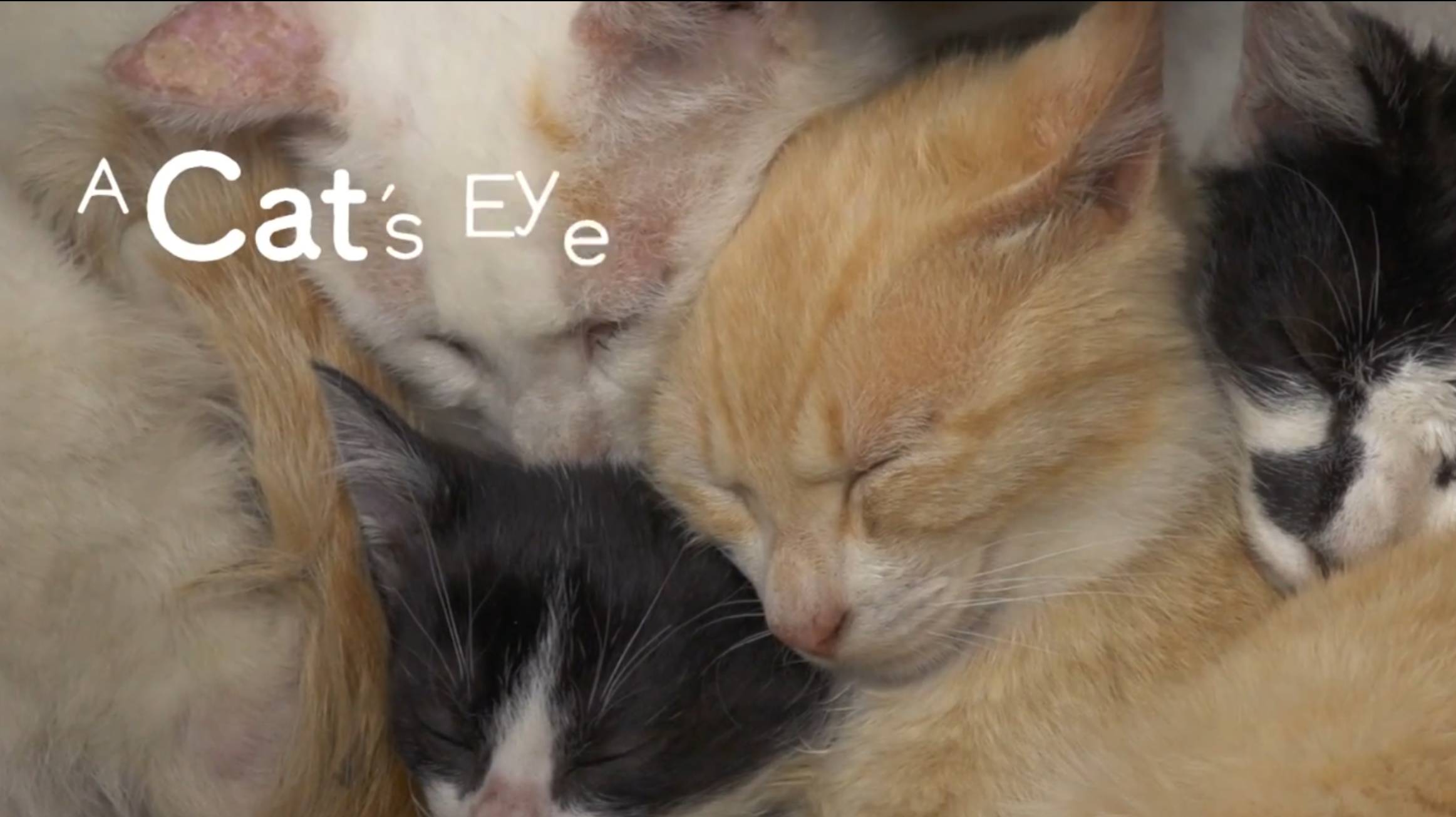 SETO - Cats eye