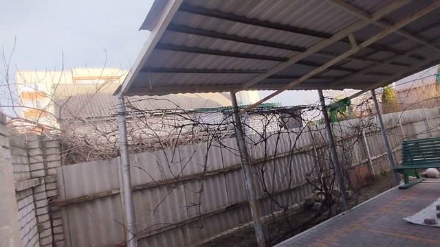 Воробьи на кампсисе, ворона на орехе, Боссик в вольере 05.04.2024.