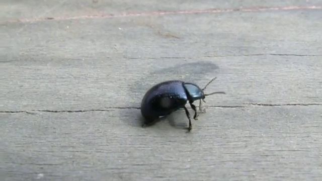 Levélbogárka (Chrysolina oricalcia) mosakodni siet