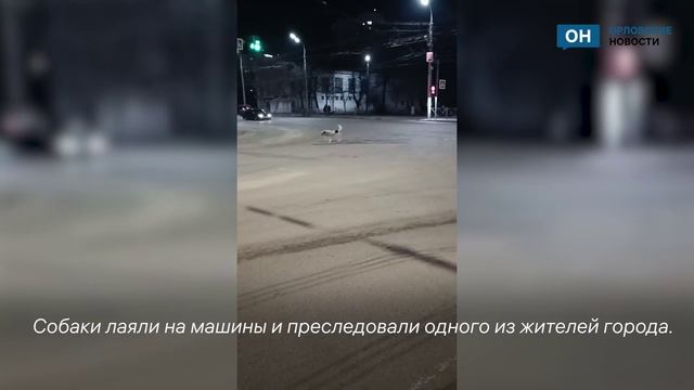 Орловец нарвался на стаю собак в центре города