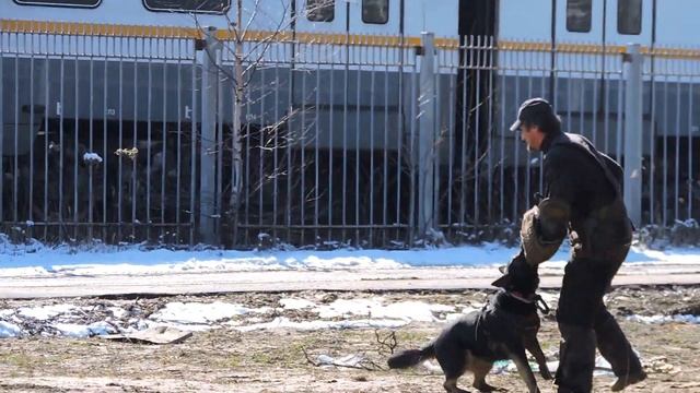 Отважная Шали из Дьякова Городища - занятие от 1.04.2017