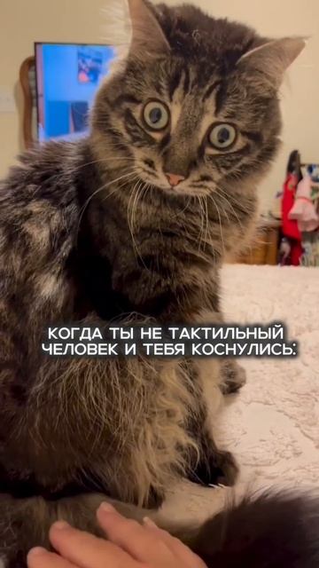 Много нас таких не тактильных?)
#прикол #юмор