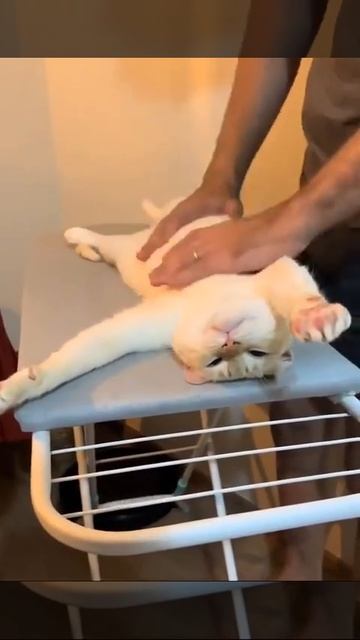 🐱Вот для чего на самом деле нужна гладильная доска!

А есть еще кто-то, кто об этом не знал?