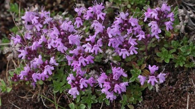 Прогулка по Самарским памятникам природы