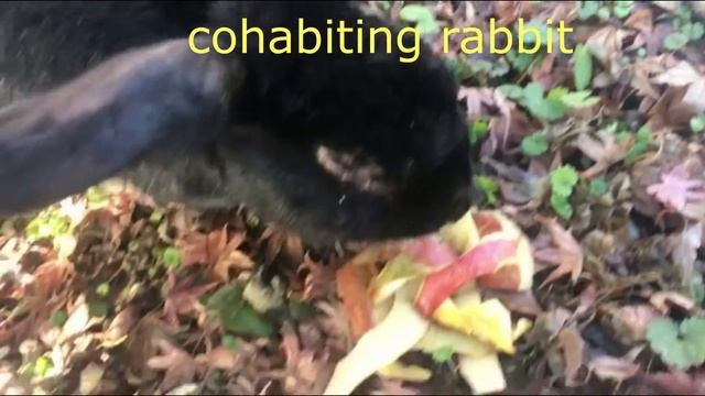 동거하는 토끼 Cohabiting Rabbit