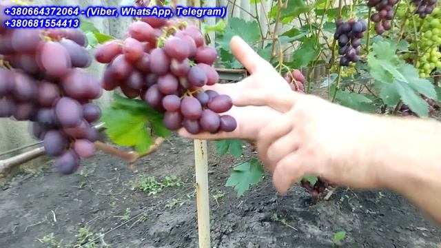 Пам'яті Учителя 2023