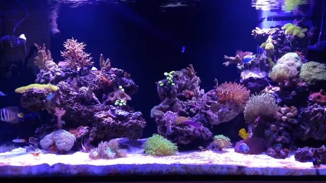 Mix Reef tank # 1 I won the battle with dinoflagellates