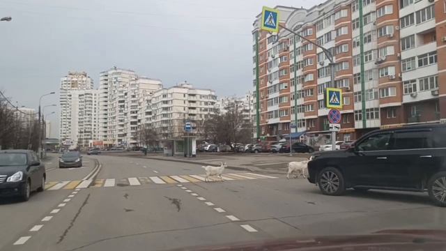 🐐Даже бутовские козы соблюдают правила и переходят дорогу по пешеходному переходу🐐